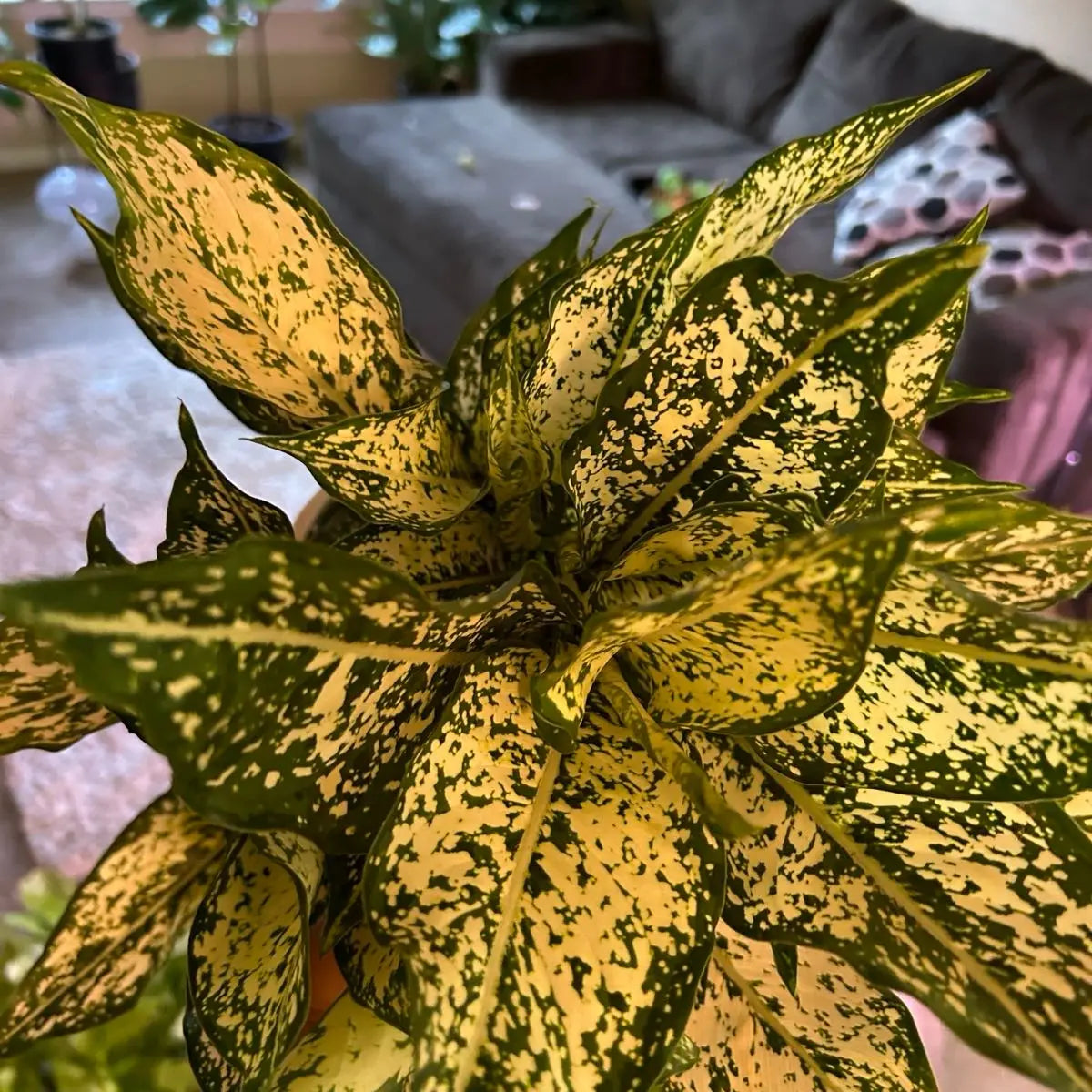 Aglaonema Snow White Plant