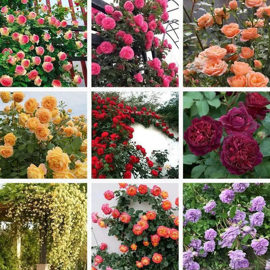 Mixed-Color Climbing Rose Seeds 200Pcs, Easy to Grow, Year-Round Planting
