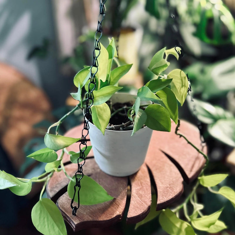 Monstera Leaf Wood Plant Hanger with Metal Chain