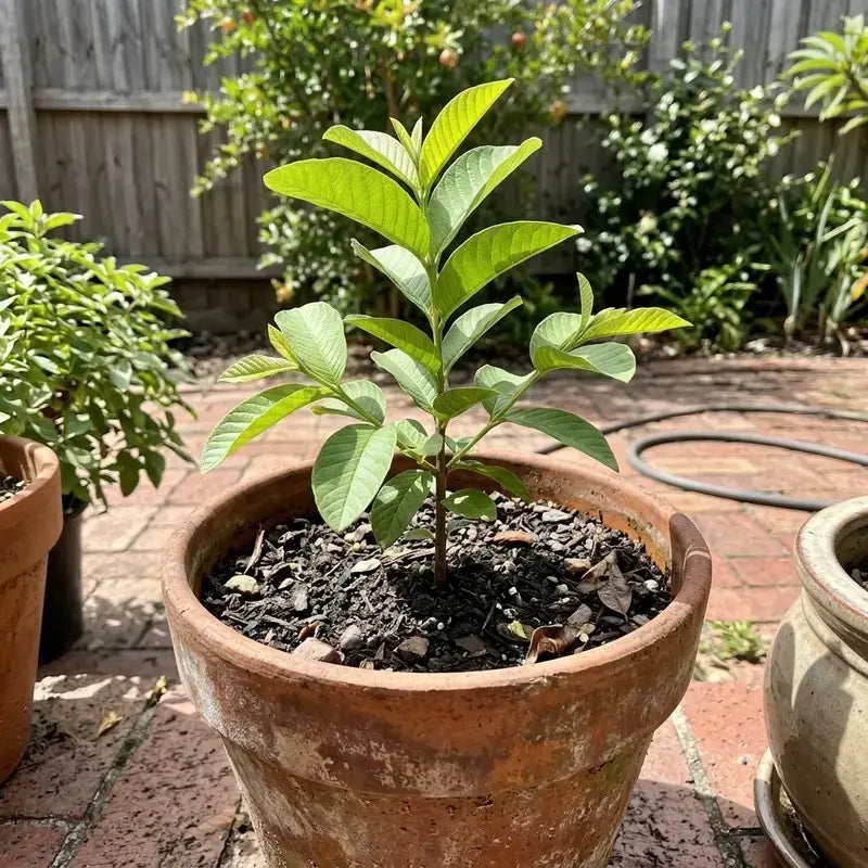 100 Non-GMO Tropical Red Guava Seeds for Home Gardening - Grow Exotic and Delicious Fruit Indoors