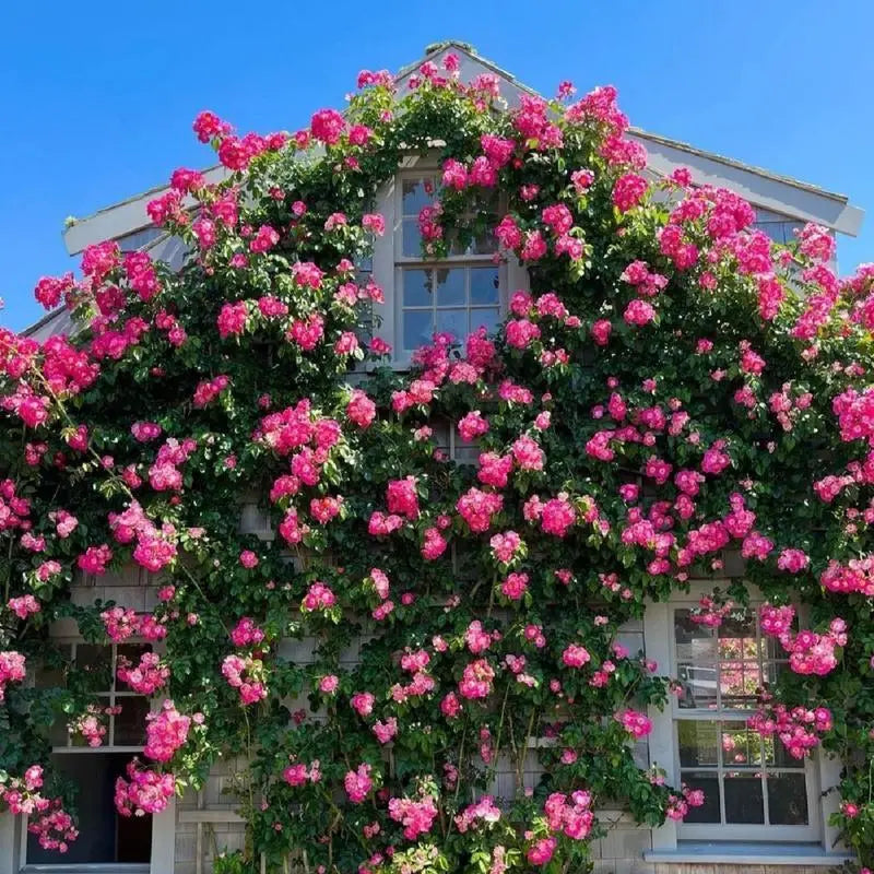 Mixed-Color Climbing Rose Seeds 200Pcs, Easy to Grow, Year-Round Planting