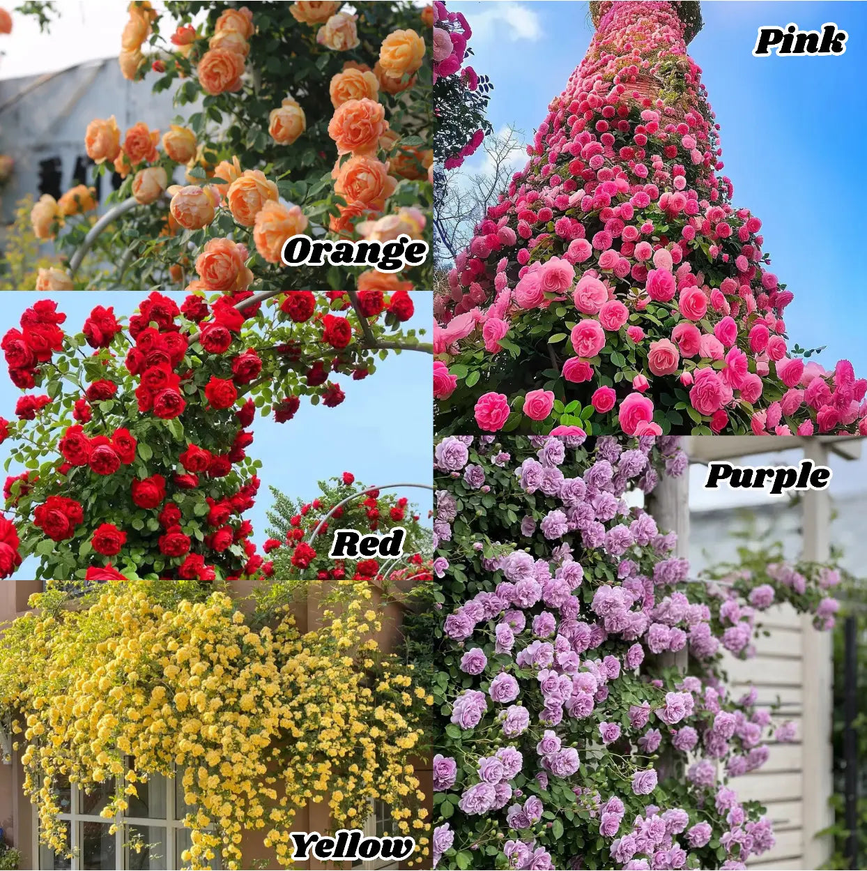 Mixed-Color Climbing Rose Seeds 200Pcs, Easy to Grow, Year-Round Planting
