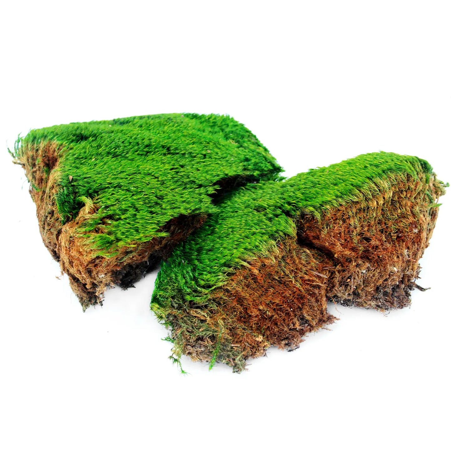 Supermoss Preserved Mood Moss, Fresh Green | Ideal for Terrariums, Floral Arrangements, Indoor Plants, and Green Decor