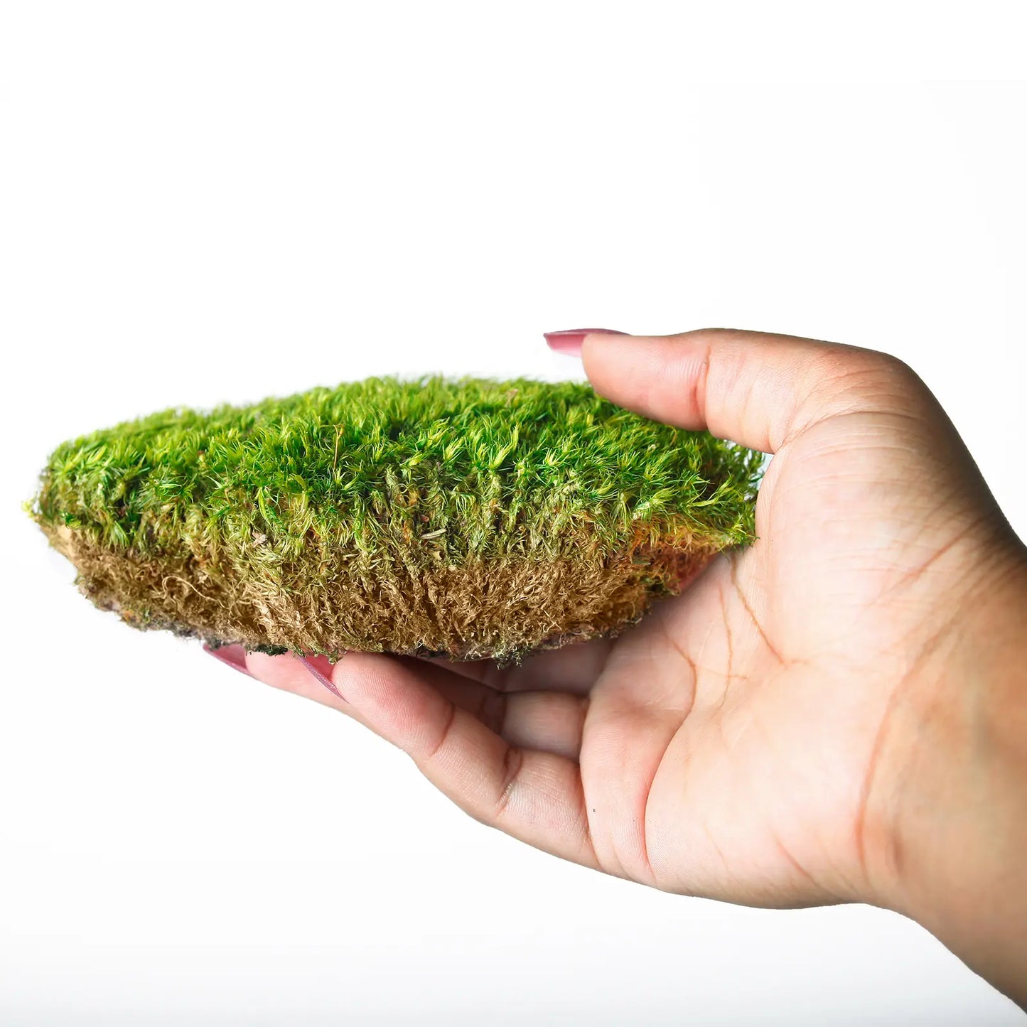 Supermoss Preserved Mood Moss, Fresh Green | Ideal for Terrariums, Floral Arrangements, Indoor Plants, and Green Decor
