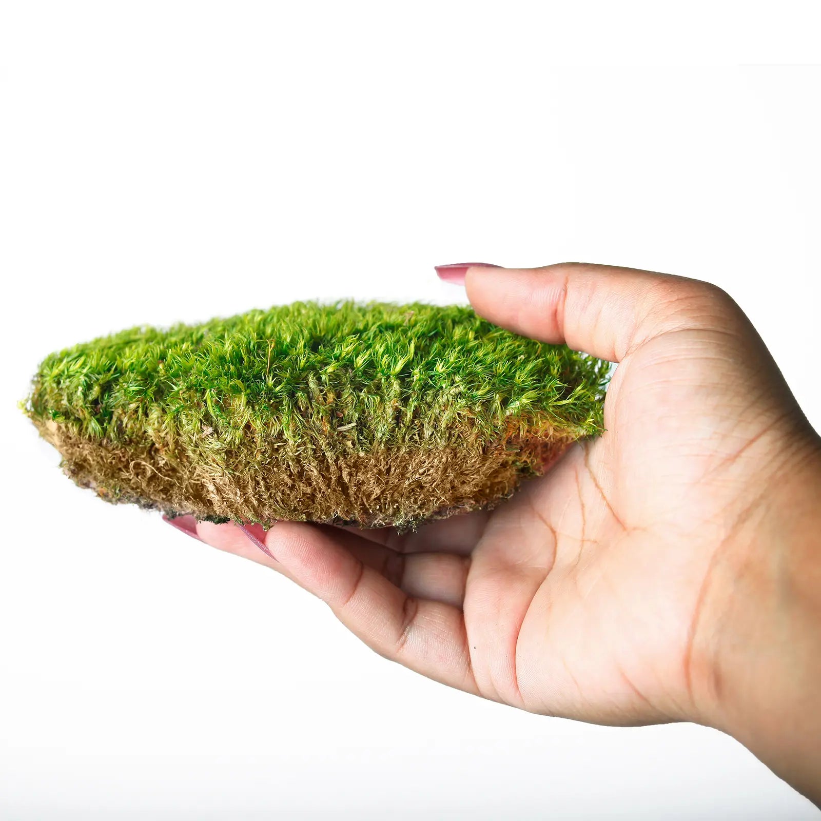 Supermoss Preserved Mood Moss, Fresh Green | Ideal for Terrariums, Floral Arrangements, Indoor Plants, and Green Decor