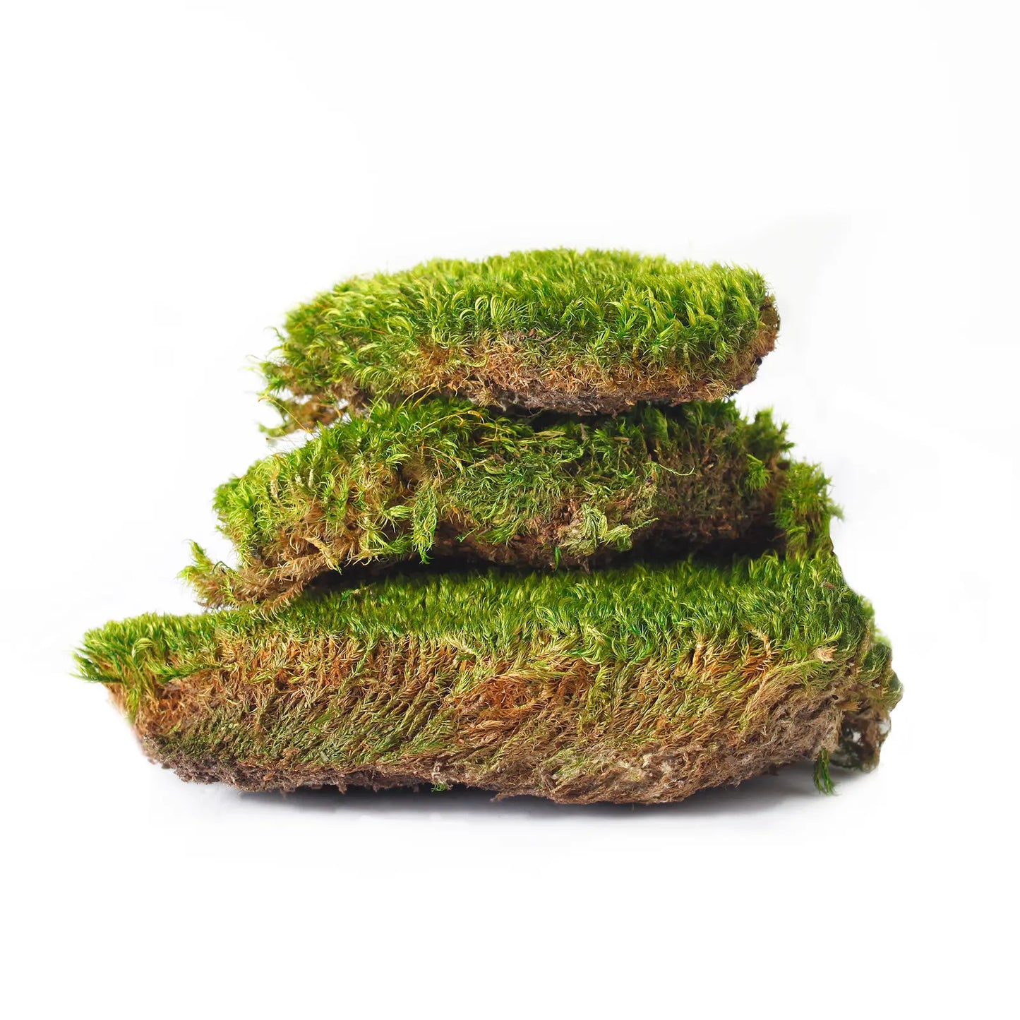 Supermoss Preserved Mood Moss, Fresh Green | Ideal for Terrariums, Floral Arrangements, Indoor Plants, and Green Decor