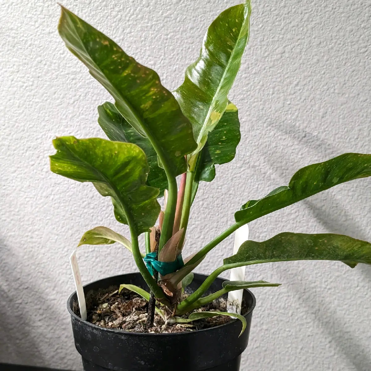 Ring of Fire Rare 6In Pot Indoor Plant