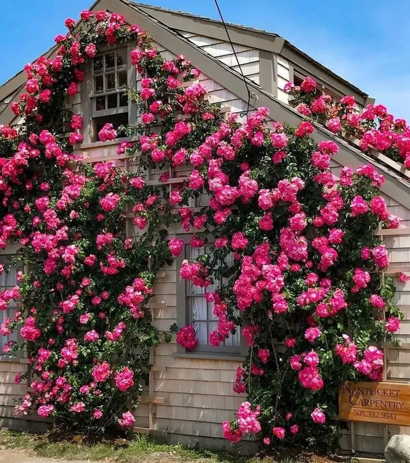 Mixed-Color Climbing Rose Seeds 200Pcs, Easy to Grow, Year-Round Planting