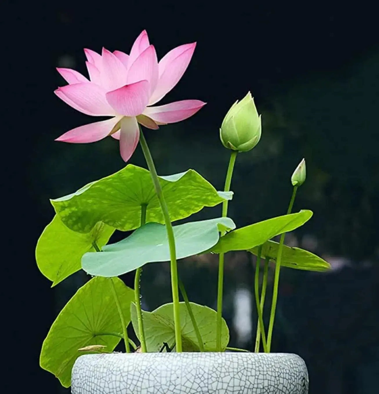 10 Pcs Mixed Color Bonsai Bowl Lotus Seeds - Exotic Water Lily Flower Plant Seeds for Ornamental Pond and Home Planting