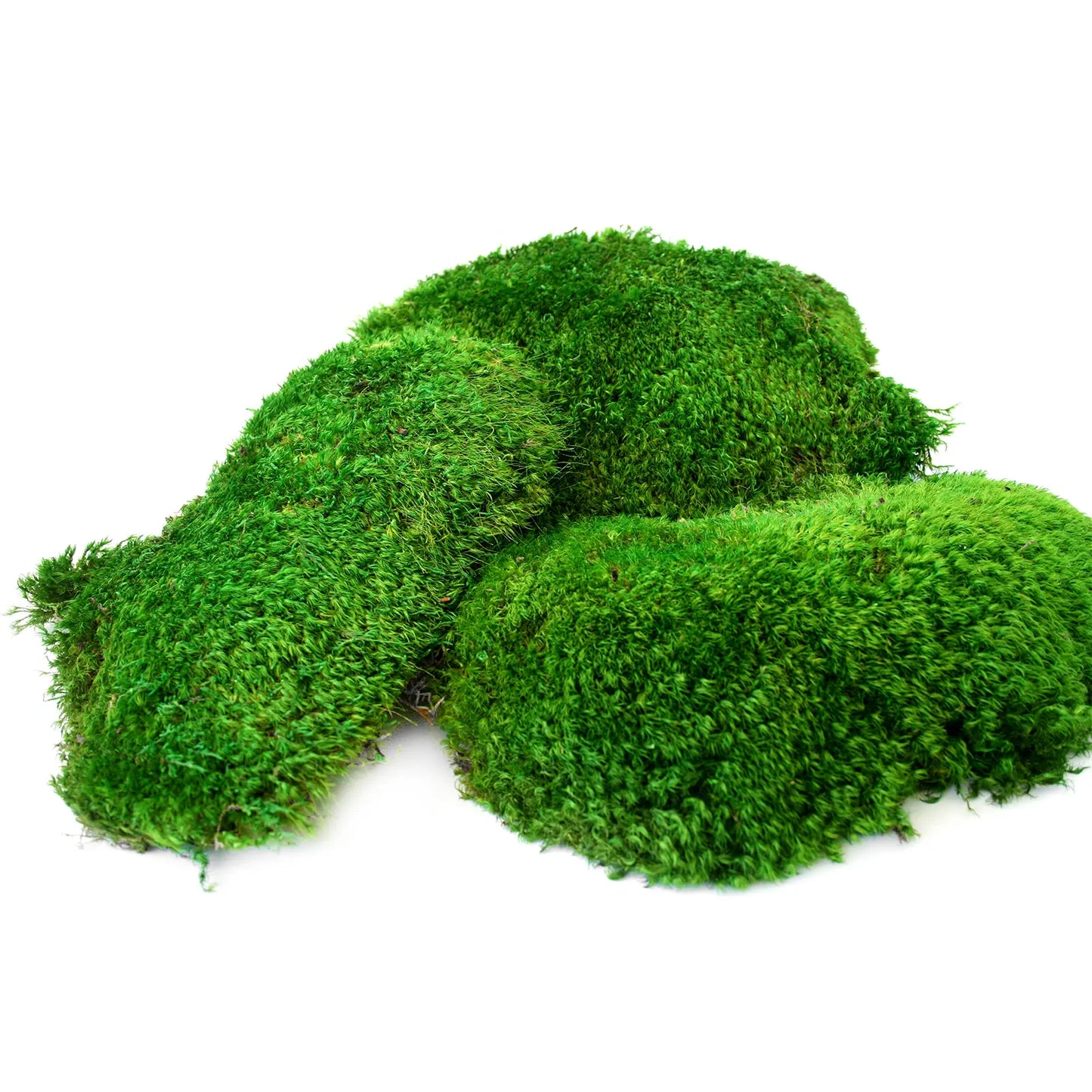 Supermoss Preserved Mood Moss, Fresh Green | Ideal for Terrariums, Floral Arrangements, Indoor Plants, and Green Decor