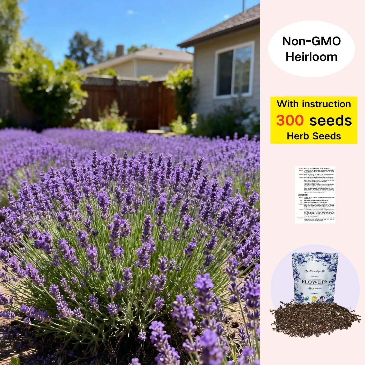 English Lavender Seeds 300 Herb Seeds, Wildflower Seed for Planting Indoor/Outdoor,High Germination,Plant Flower(Lavandula Antustifolia) Visit the HOME GROWN Store