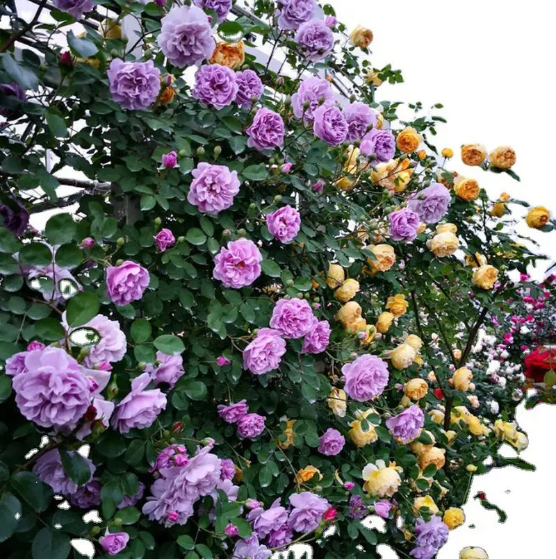 Mixed-Color Climbing Rose Seeds 200Pcs, Easy to Grow, Year-Round Planting
