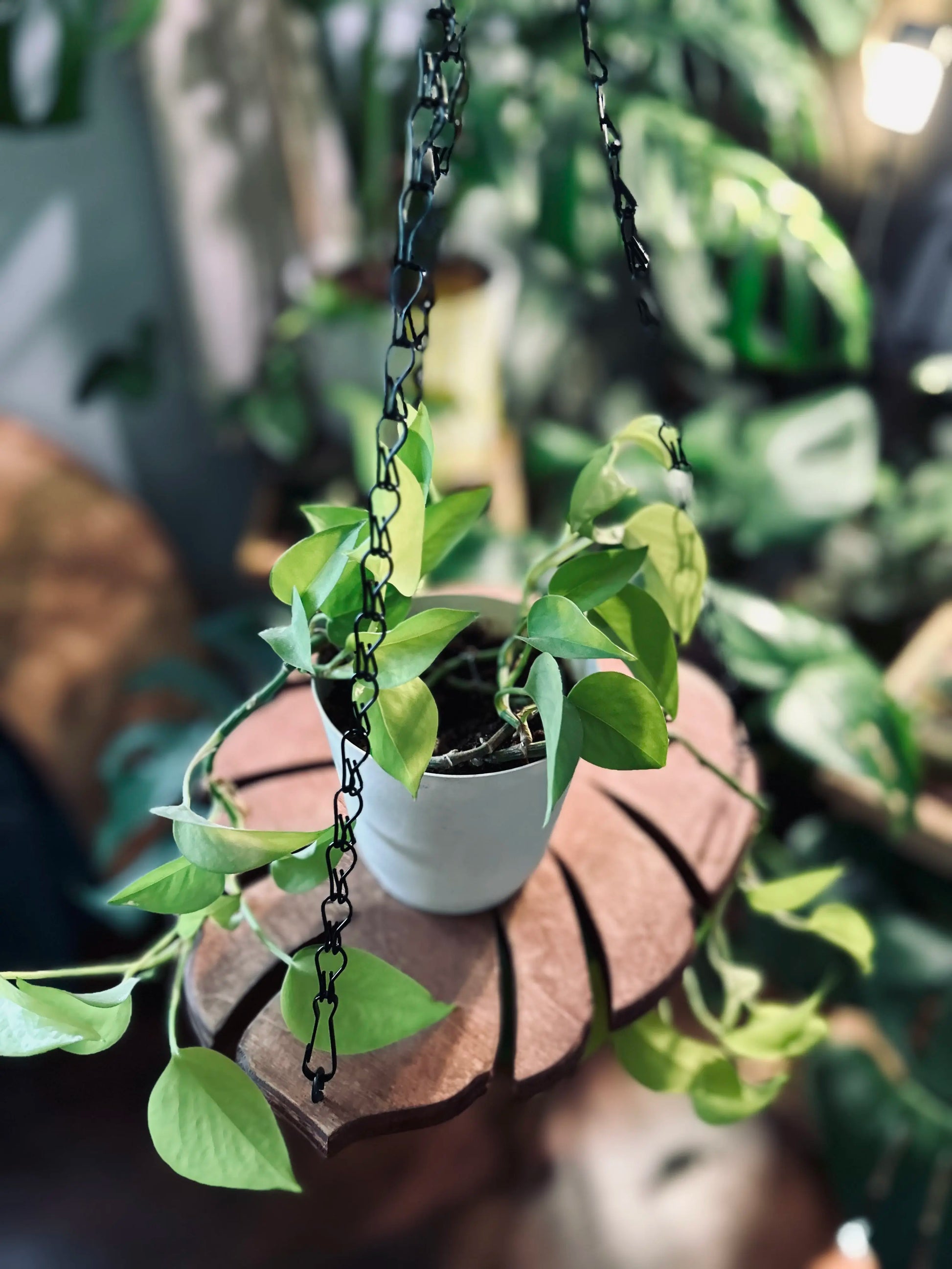 Monstera Leaf Wood Plant Hanger with Metal Chain