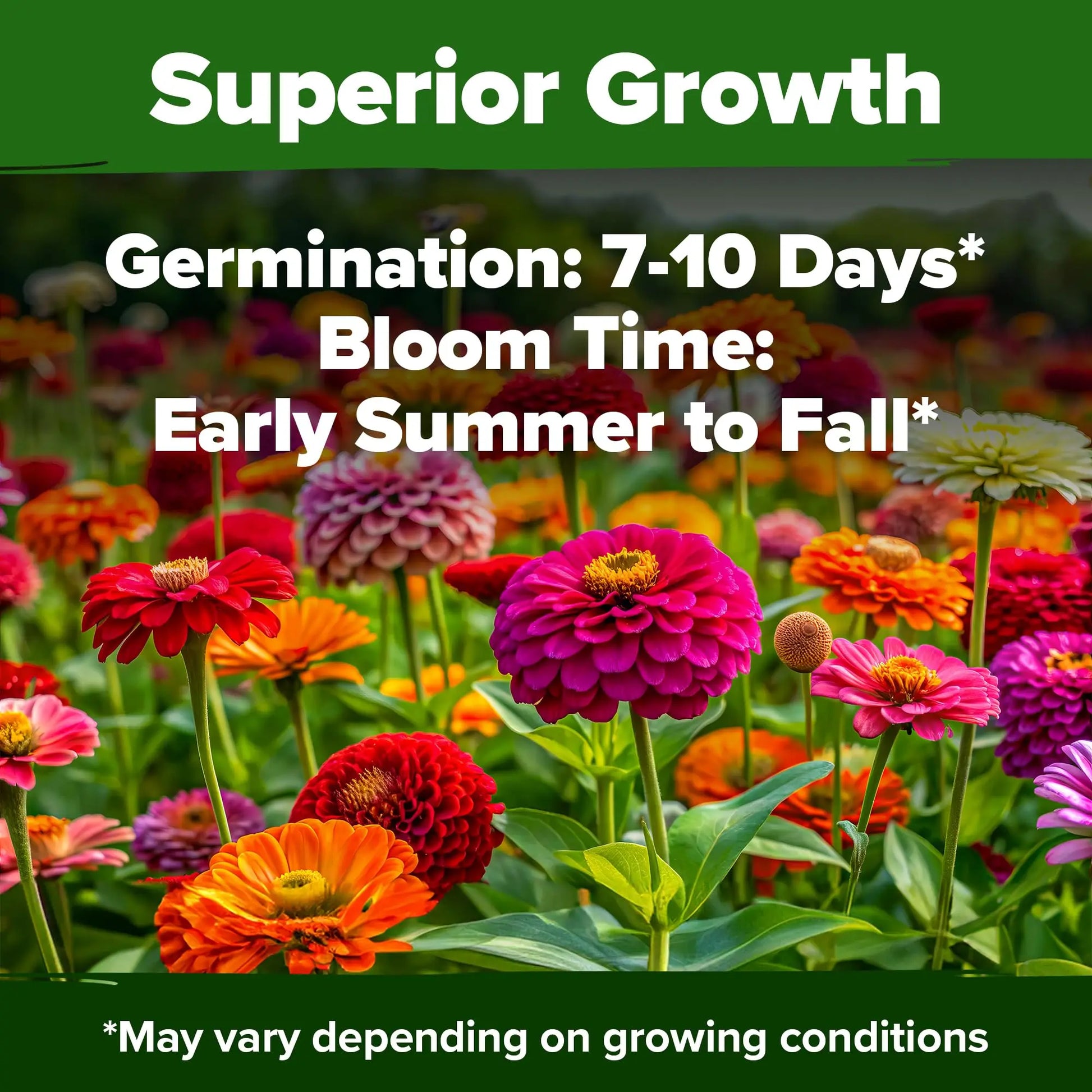 Zinnia Seeds (California Giant & Dahlia) – 100% Pure Heirloom Flower Seeds – No Fillers – USA Grown (Multiple Variations)