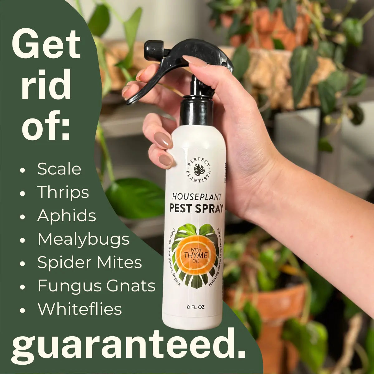 Perfect Plantista Houseplant Pest Spray for Houseplant Pests Thyme Oil Repellent