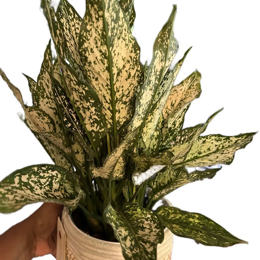 Aglaonema Snow White Plant