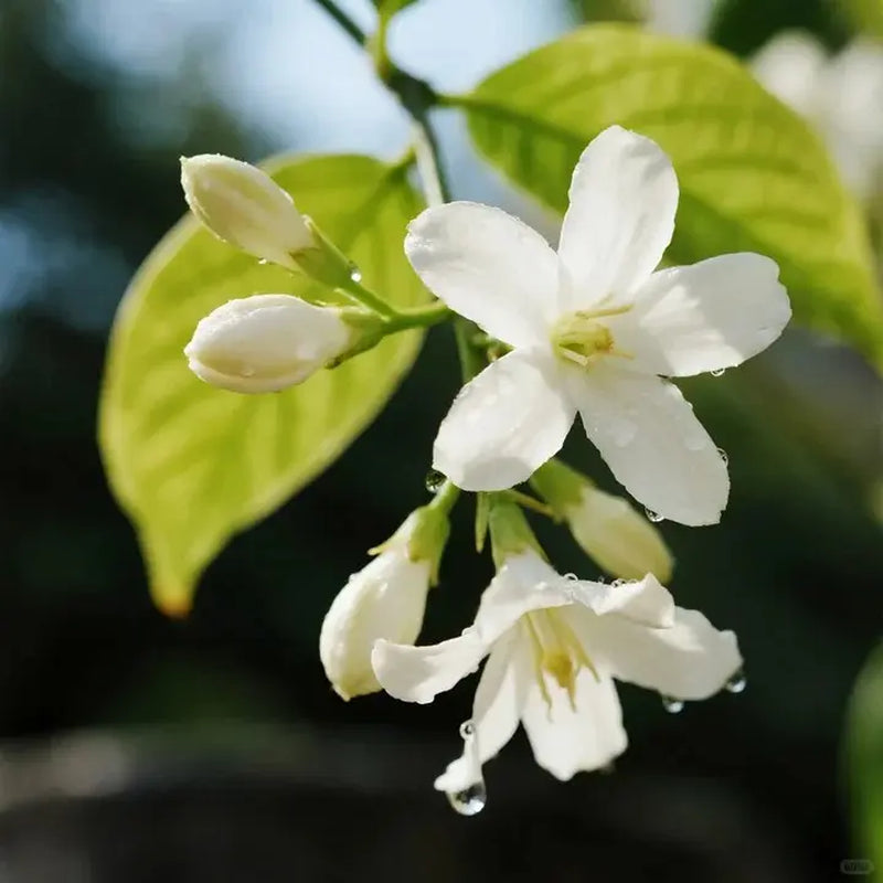 【Bestsellertop】For 50 Non-Gmo Fragrant Jasmine Seeds - Pleasant Aroma, Suitable for Small Gardens, Patios, Balconies & Indoor Cultivation, Low-Maintenance Outdoor Ornamental Flowers, Top Choice for Horticulture