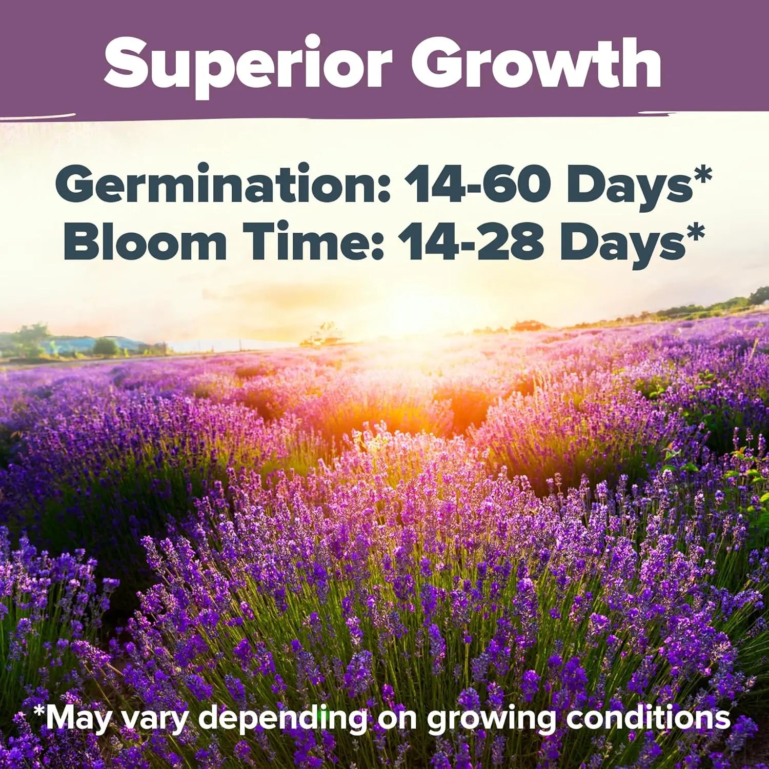 English Lavender Seeds 300 Herb Seeds, Wildflower Seed for Planting Indoor/Outdoor,High Germination,Plant Flower(Lavandula Antustifolia) Visit the HOME GROWN Store