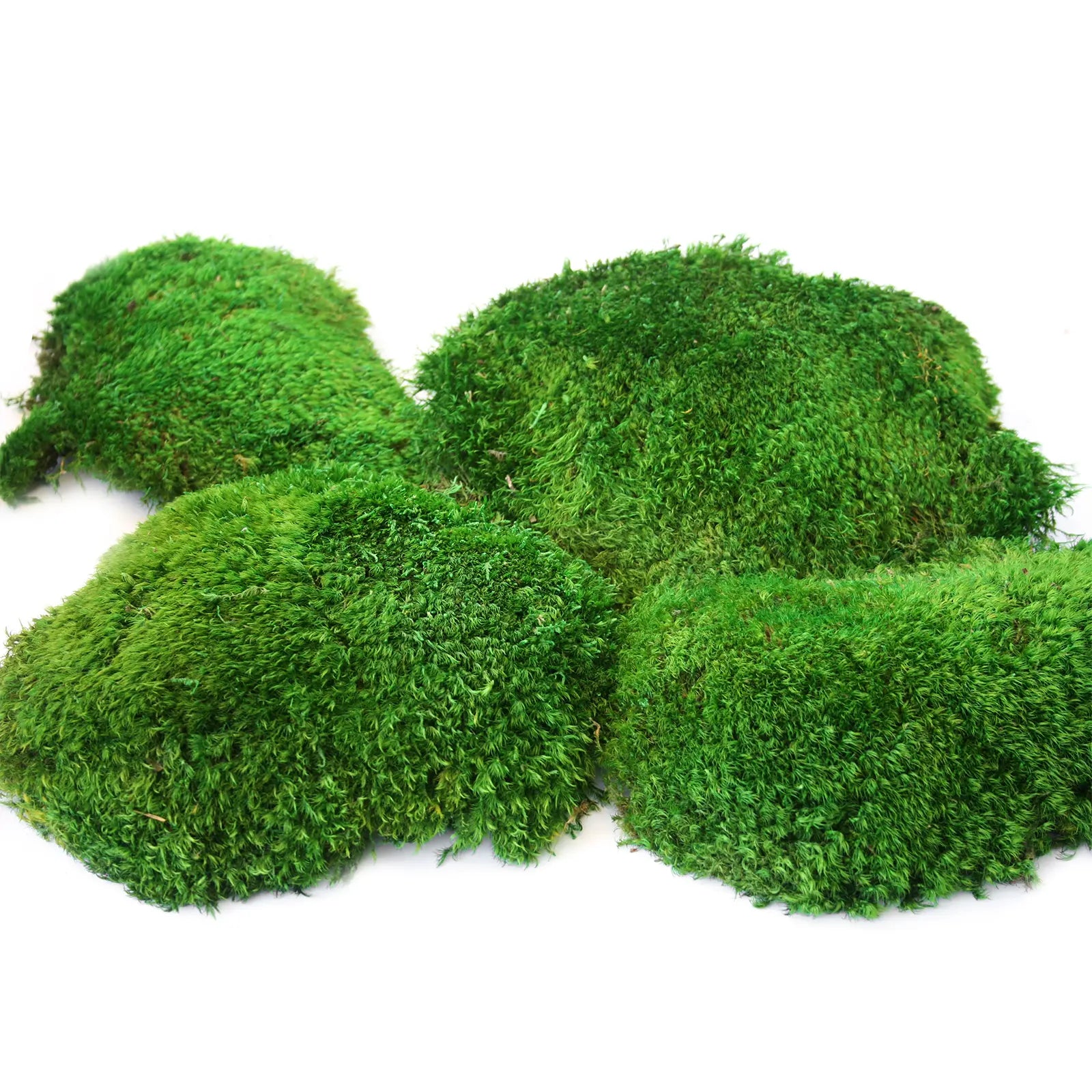 Supermoss Preserved Mood Moss, Fresh Green | Ideal for Terrariums, Floral Arrangements, Indoor Plants, and Green Decor