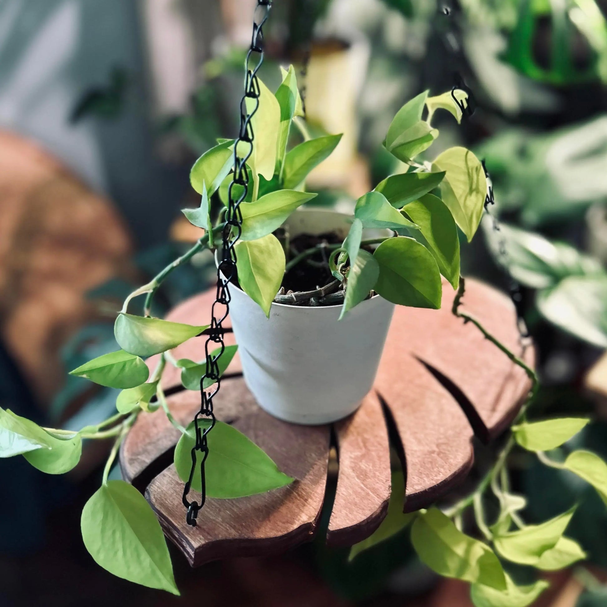 Monstera Leaf Wood Plant Hanger with Metal Chain