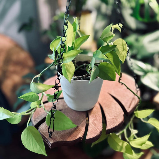 Monstera Leaf Wood Plant Hanger with Metal Chain