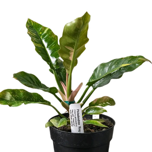 Ring of Fire Rare 6In Pot Indoor Plant