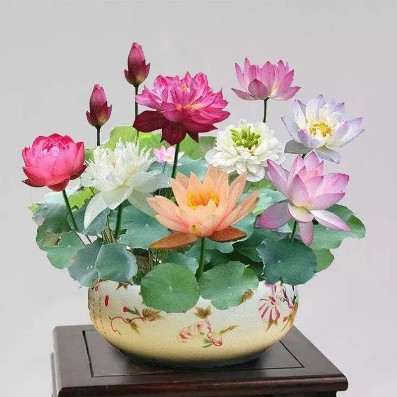 10 Pcs Mixed Color Bonsai Bowl Lotus Seeds - Exotic Water Lily Flower Plant Seeds for Ornamental Pond and Home Planting