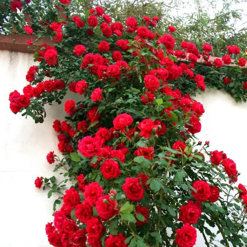 Mixed-Color Climbing Rose Seeds 200Pcs, Easy to Grow, Year-Round Planting