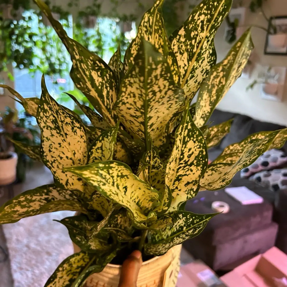 Aglaonema Snow White Plant