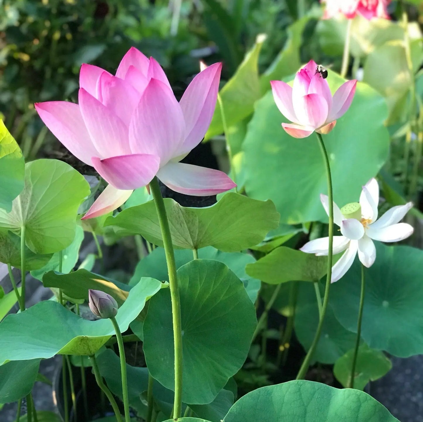 10 Pcs Mixed Color Bonsai Bowl Lotus Seeds - Exotic Water Lily Flower Plant Seeds for Ornamental Pond and Home Planting