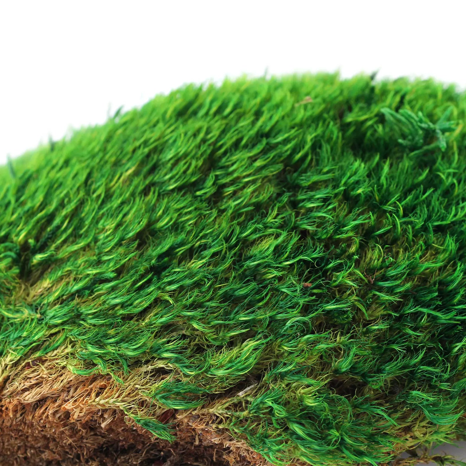 Supermoss Preserved Mood Moss, Fresh Green | Ideal for Terrariums, Floral Arrangements, Indoor Plants, and Green Decor