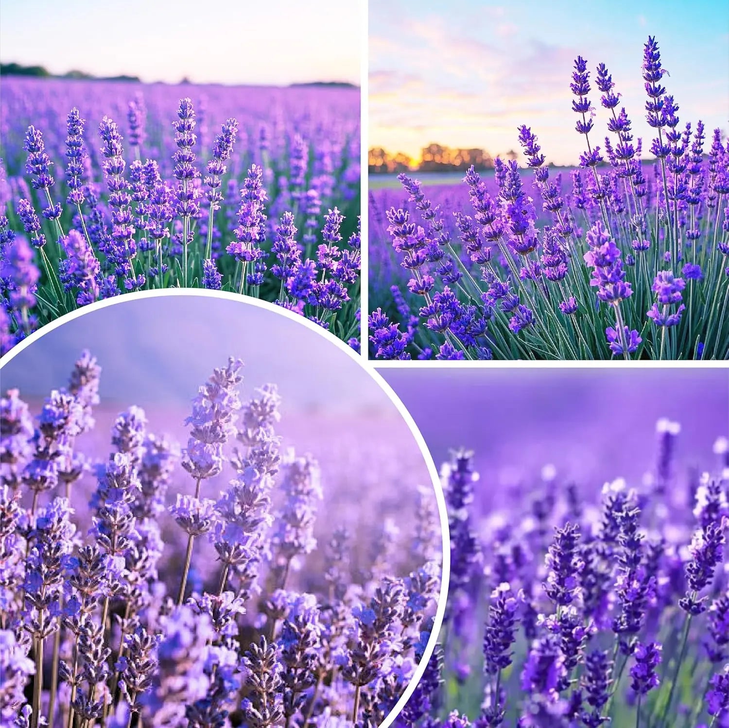 English Lavender Seeds 300 Herb Seeds, Wildflower Seed for Planting Indoor/Outdoor,High Germination,Plant Flower(Lavandula Antustifolia) Visit the HOME GROWN Store