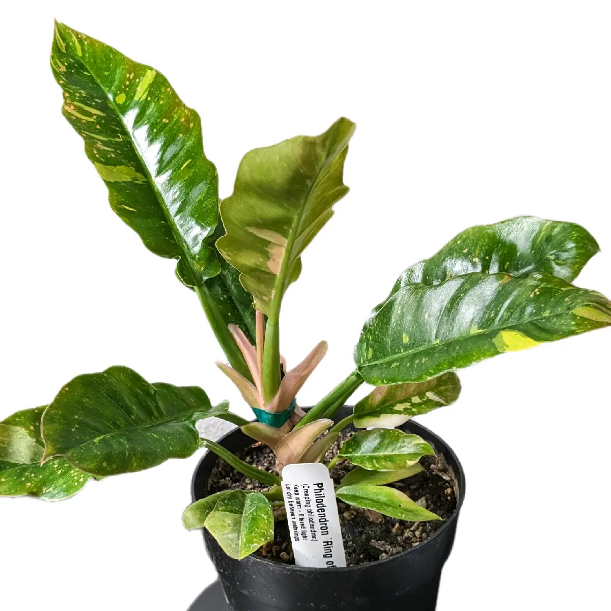 Ring of Fire Rare 6In Pot Indoor Plant